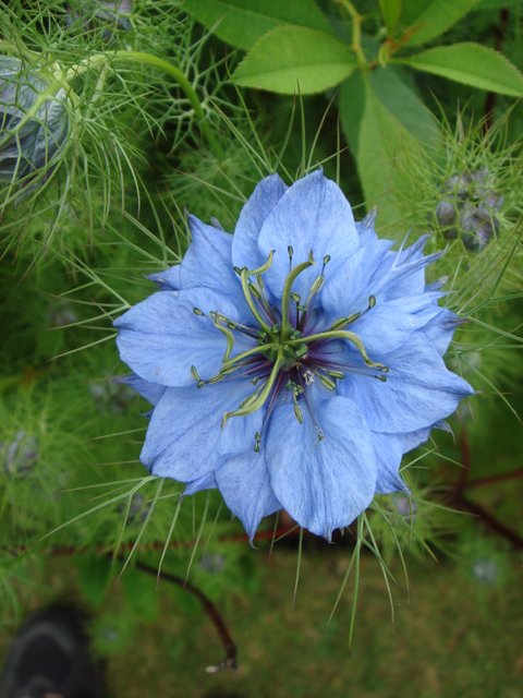 Nigella damascaena fleur